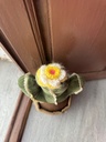 Sujetapuertas Cactus