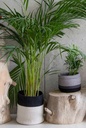 Cesta Bicolor